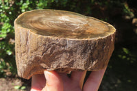 Polished Petrified Wood Branch Pieces x 2 From Gokwe, Zimbabwe - Toprock Gemstones and Minerals 