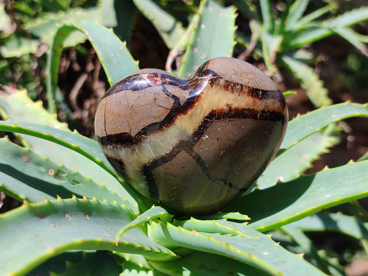 Polished Large Septerye Hearts - Sold Per Item - From Madagascar - Toprock Gemstones and Minerals 