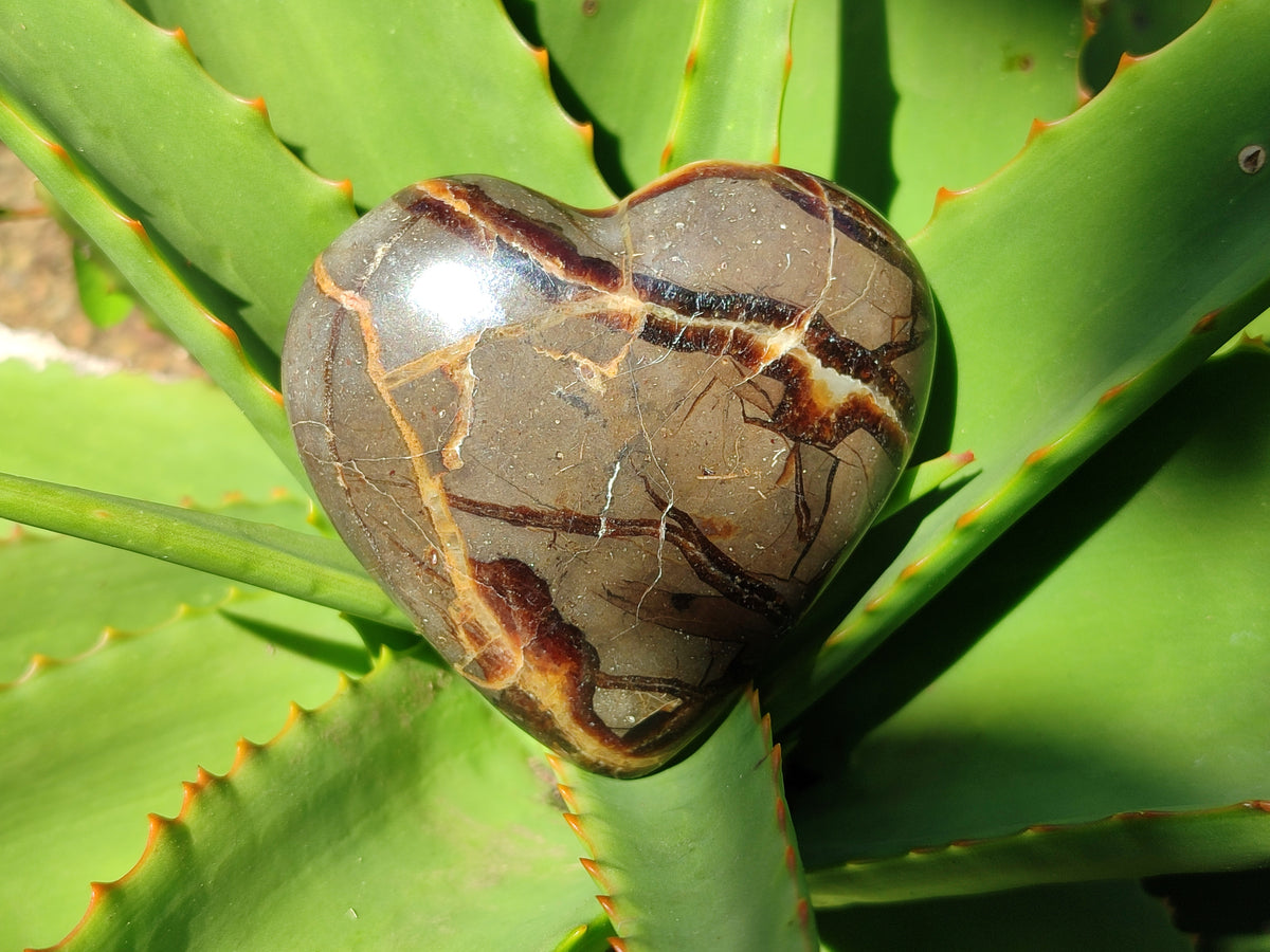 Polished Large Septerye Hearts - Sold Per Item - From Madagascar - Toprock Gemstones and Minerals 