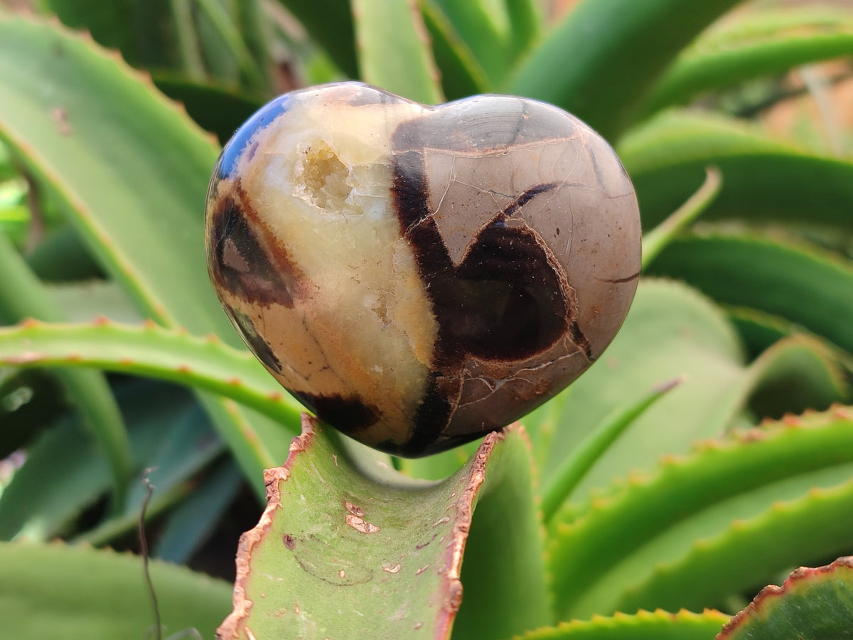 Polished Large Septerye Hearts - Sold Per Item - From Madagascar - Toprock Gemstones and Minerals 