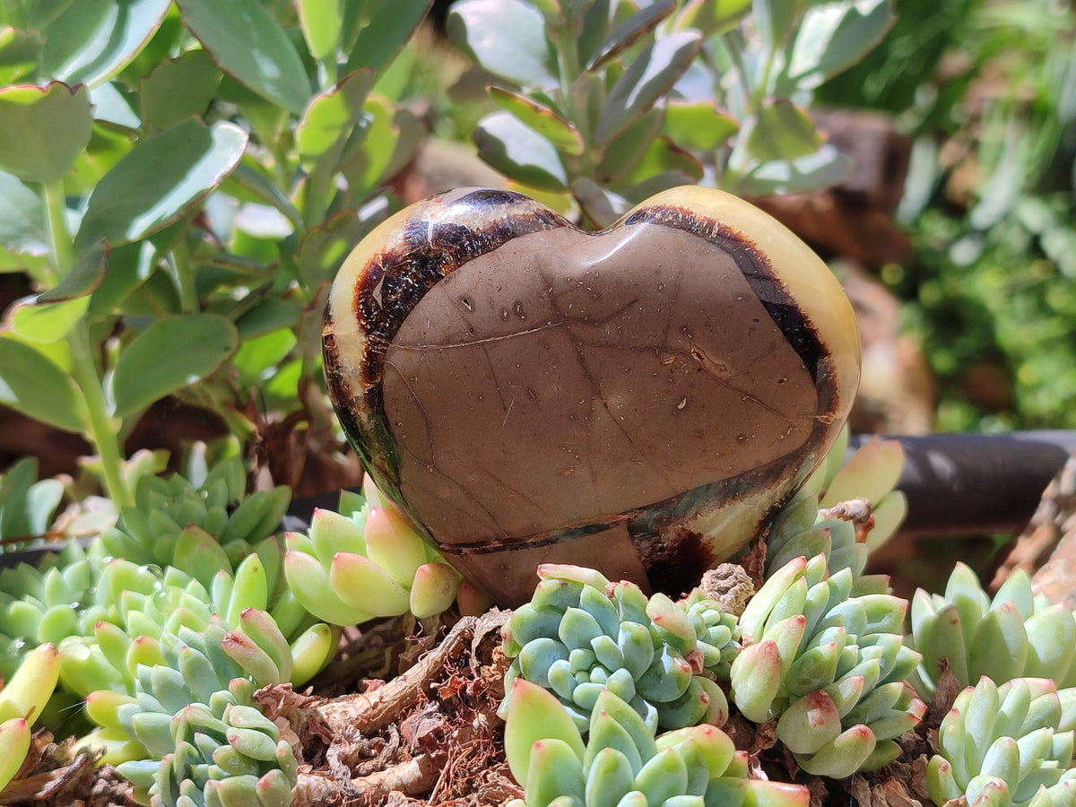 Polished Large Septerye Hearts - Sold Per Item - From Madagascar - Toprock Gemstones and Minerals 