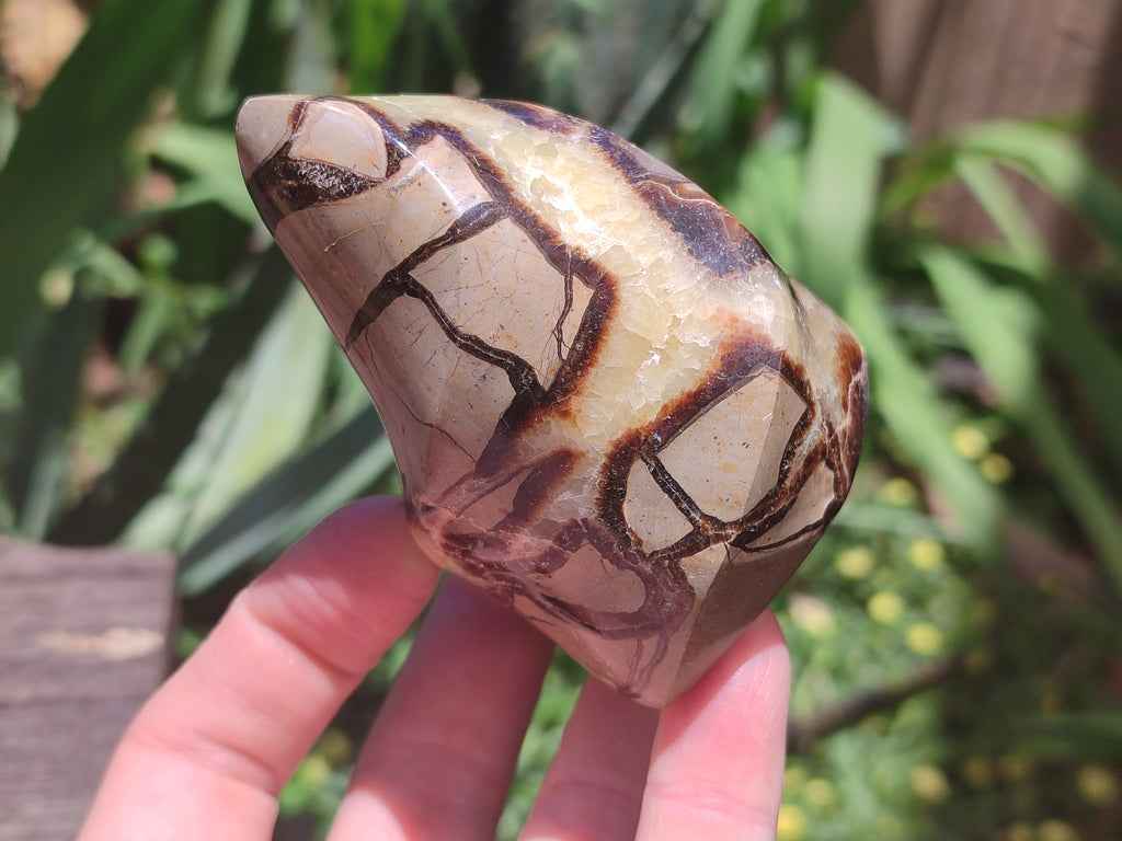 Polished Septerye Flame Sculptures x 6 From Madagascar - Toprock Gemstones and Minerals 