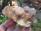 Natural Spirit Quartz Clusters x 7 From Boekenhouthoek, South Africa - Toprock Gemstones and Minerals 
