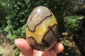 Polished Large Septerye Eggs - Sold Per Item - From Madagascar - Toprock Gemstones and Minerals 