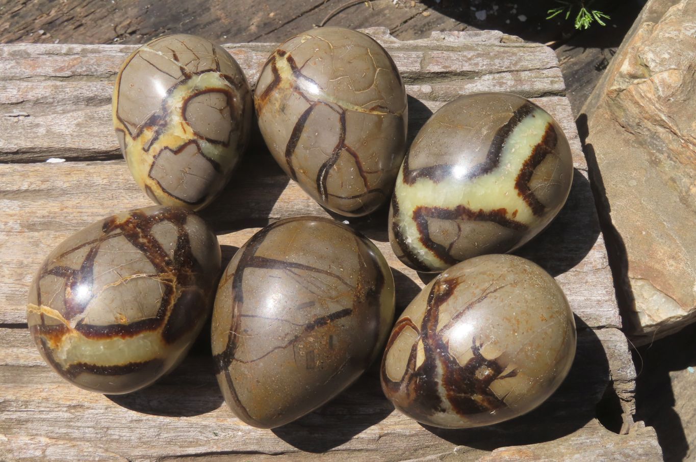 Polished Large Septerye Eggs - Sold Per Item - From Madagascar - Toprock Gemstones and Minerals 