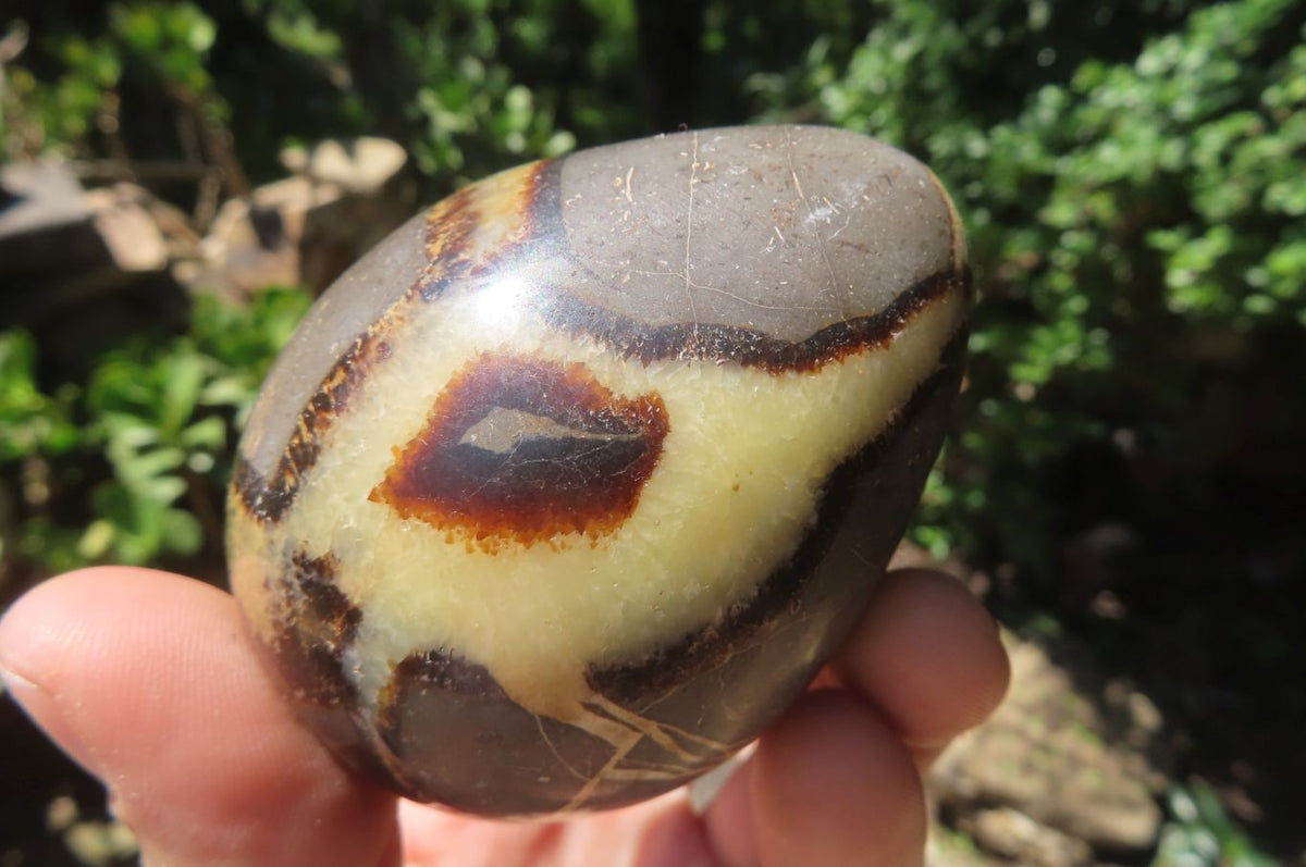 Polished Large Septerye Eggs - Sold Per Item - From Madagascar - Toprock Gemstones and Minerals 