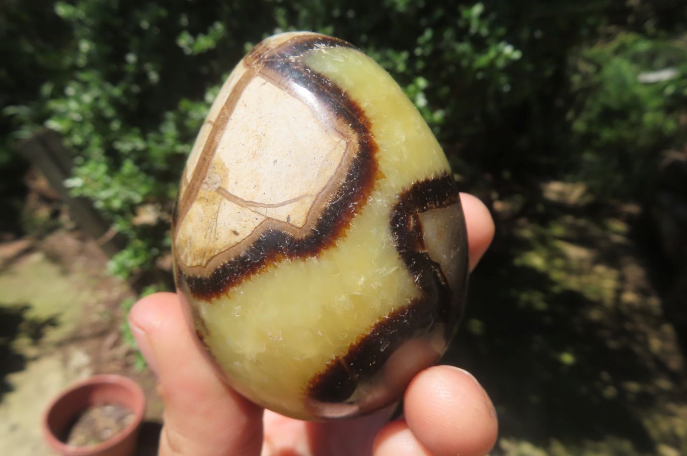 Polished Large Septerye Eggs - Sold Per Item - From Madagascar - Toprock Gemstones and Minerals 