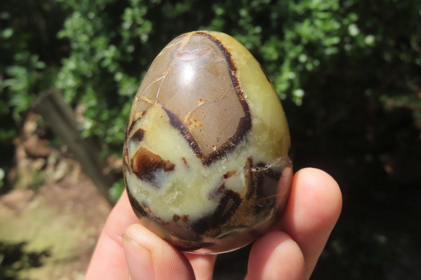 Polished Medium Septerye Eggs - Sold Per Item - From Madagascar - Toprock Gemstones and Minerals 