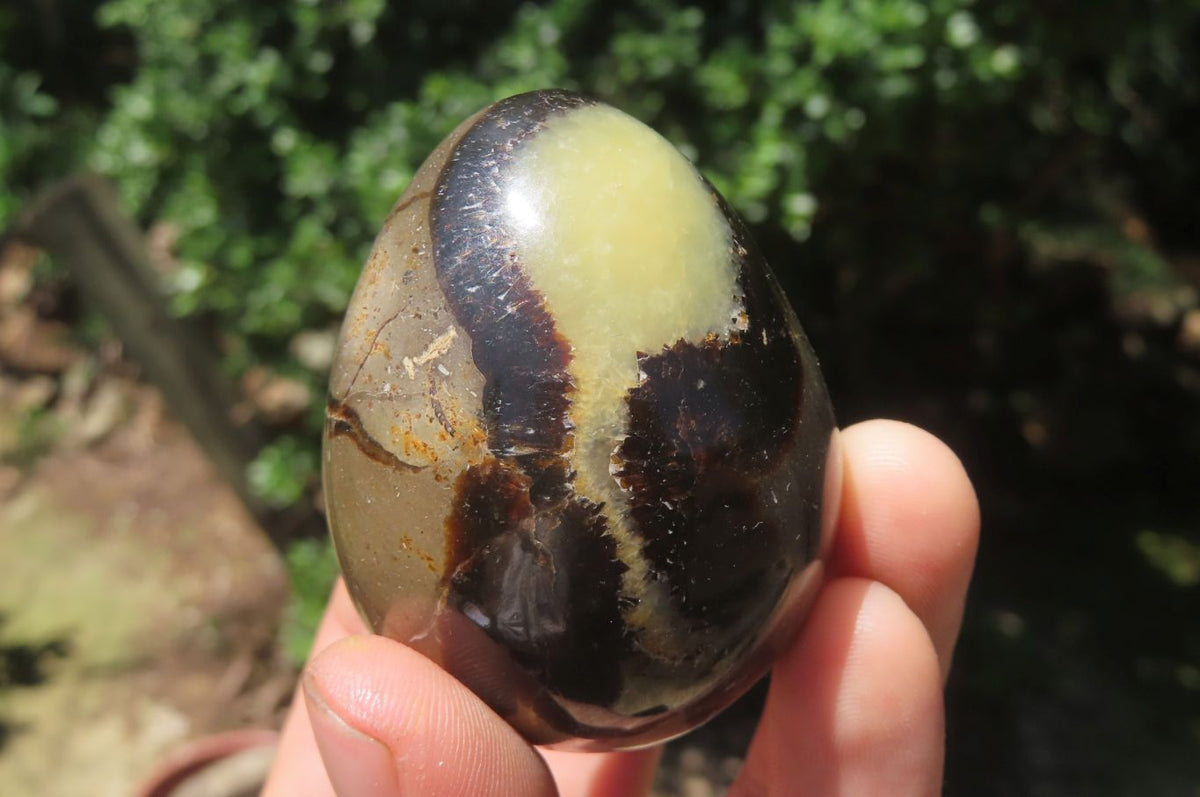 Polished Medium Septerye Eggs - Sold Per Item - From Madagascar - Toprock Gemstones and Minerals 