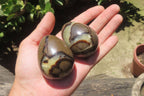 Polished Medium Septerye Eggs - Sold Per Item - From Madagascar - Toprock Gemstones and Minerals 