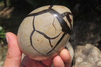 Polished Large Septerye Sauvage "Dragons" Eggs - Sold Per Item - From Madagascar - Toprock Gemstones and Minerals 