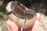 Polished Large Septerye Sauvage "Dragons" Eggs - Sold Per Item - From Madagascar - Toprock Gemstones and Minerals 