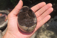 Polished Large Septerye Sauvage "Dragons" Eggs - Sold Per Item - From Madagascar - Toprock Gemstones and Minerals 