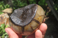 Polished Large Septerye Sauvage "Dragons" Eggs - Sold Per Item - From Madagascar - Toprock Gemstones and Minerals 