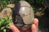 Polished Large Septerye Sauvage "Dragons" Eggs - Sold Per Item - From Madagascar - Toprock Gemstones and Minerals 