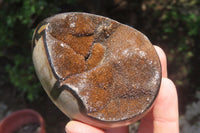 Polished Large Septerye Sauvage "Dragons" Eggs - Sold Per Item - From Madagascar - Toprock Gemstones and Minerals 