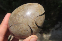 Polished Large Septerye Sauvage "Dragons" Eggs - Sold Per Item - From Madagascar - Toprock Gemstones and Minerals 