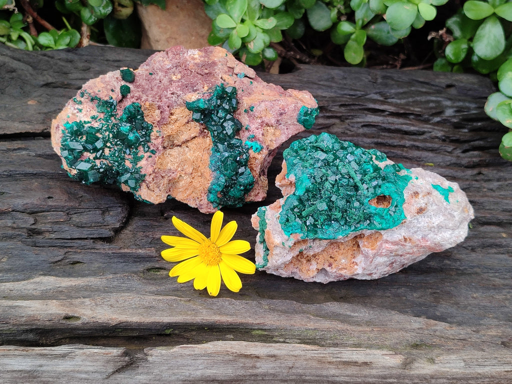 Natural Dioptase On Dolomite Specimens x 2 From Congo - Toprock Gemstones and Minerals 