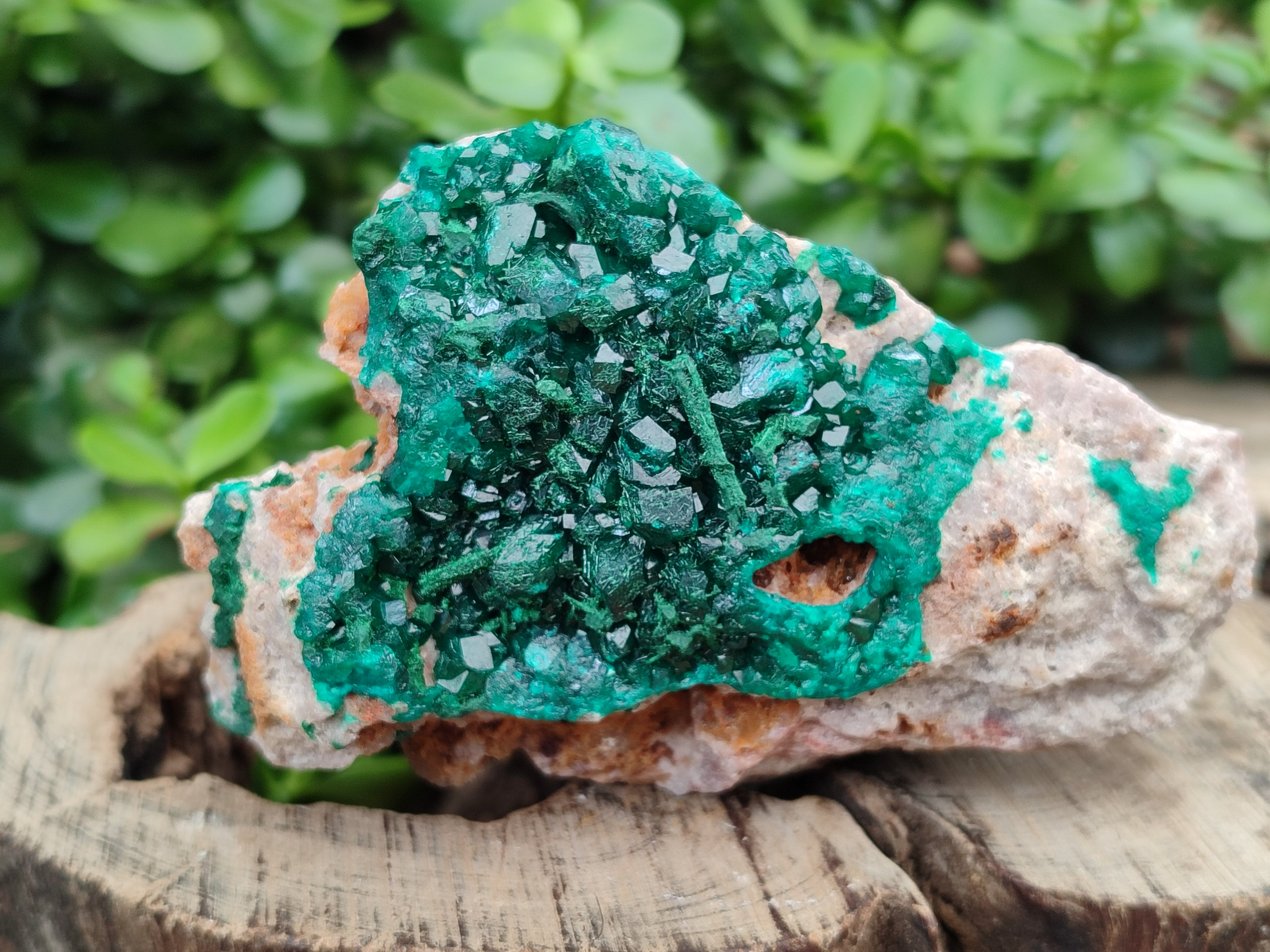 Natural Dioptase On Dolomite Specimens x 2 From Congo - Toprock Gemstones and Minerals 