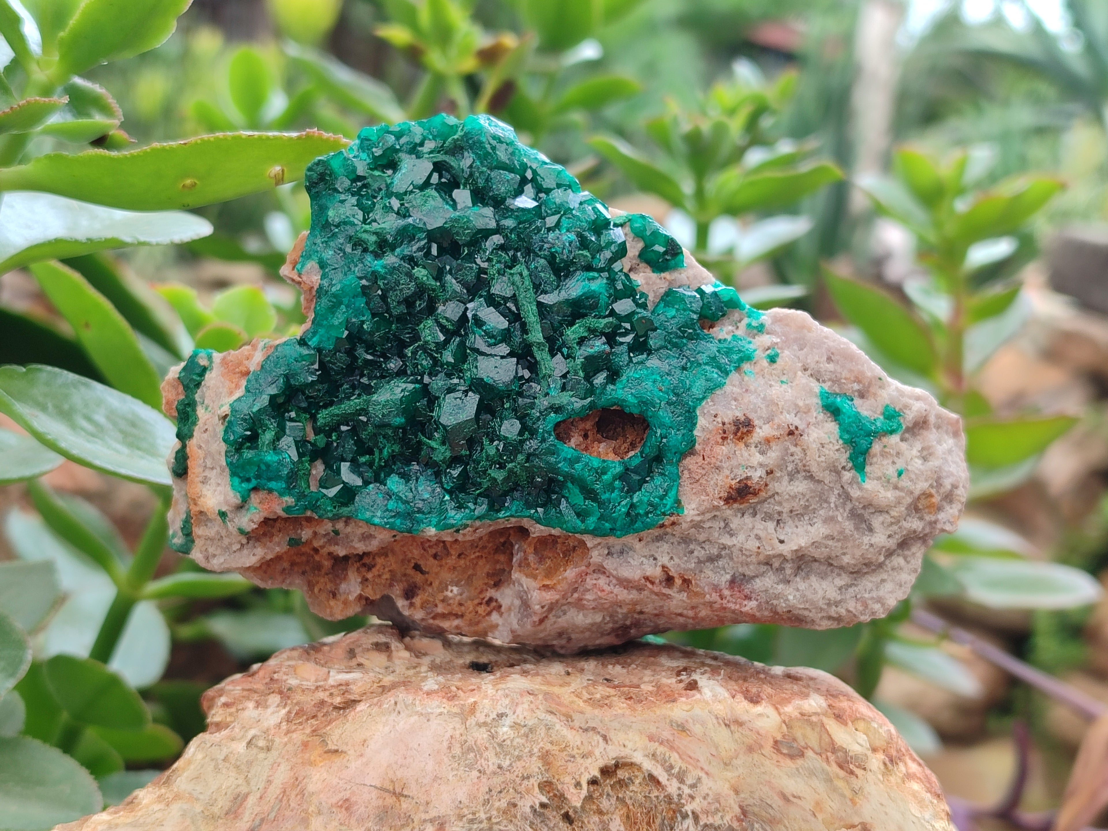 Natural Dioptase On Dolomite Specimens x 2 From Congo - Toprock Gemstones and Minerals 