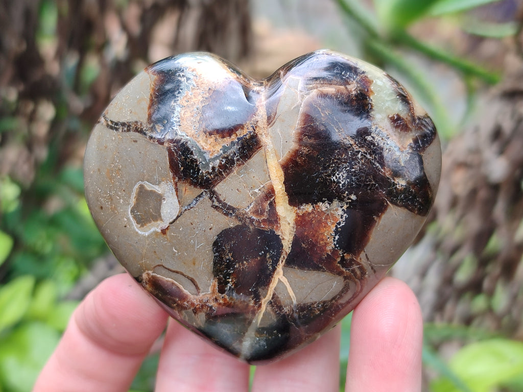 Polished Septerye Hearts 65mm -Sold Per Item- From Mahajanga, Madagascar - Toprock Gemstones and Minerals 