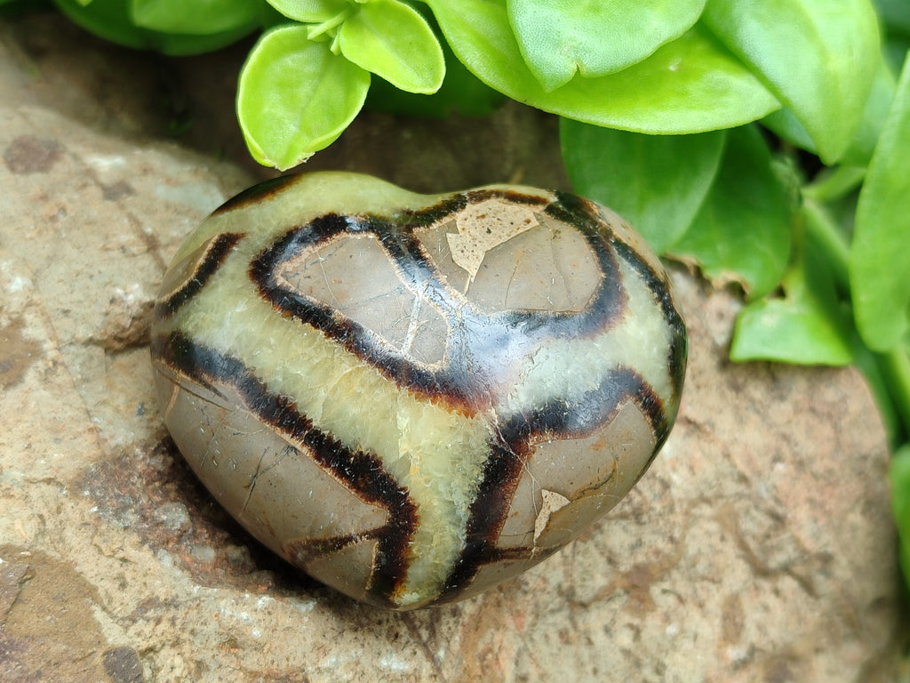 Polished Septerye Hearts 65mm -Sold Per Item- From Mahajanga, Madagascar - Toprock Gemstones and Minerals 