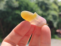 Hand Made Mixed Set Of 12 Gemstone Maize / Corn Cob Pendants - Sold Per Box - From World