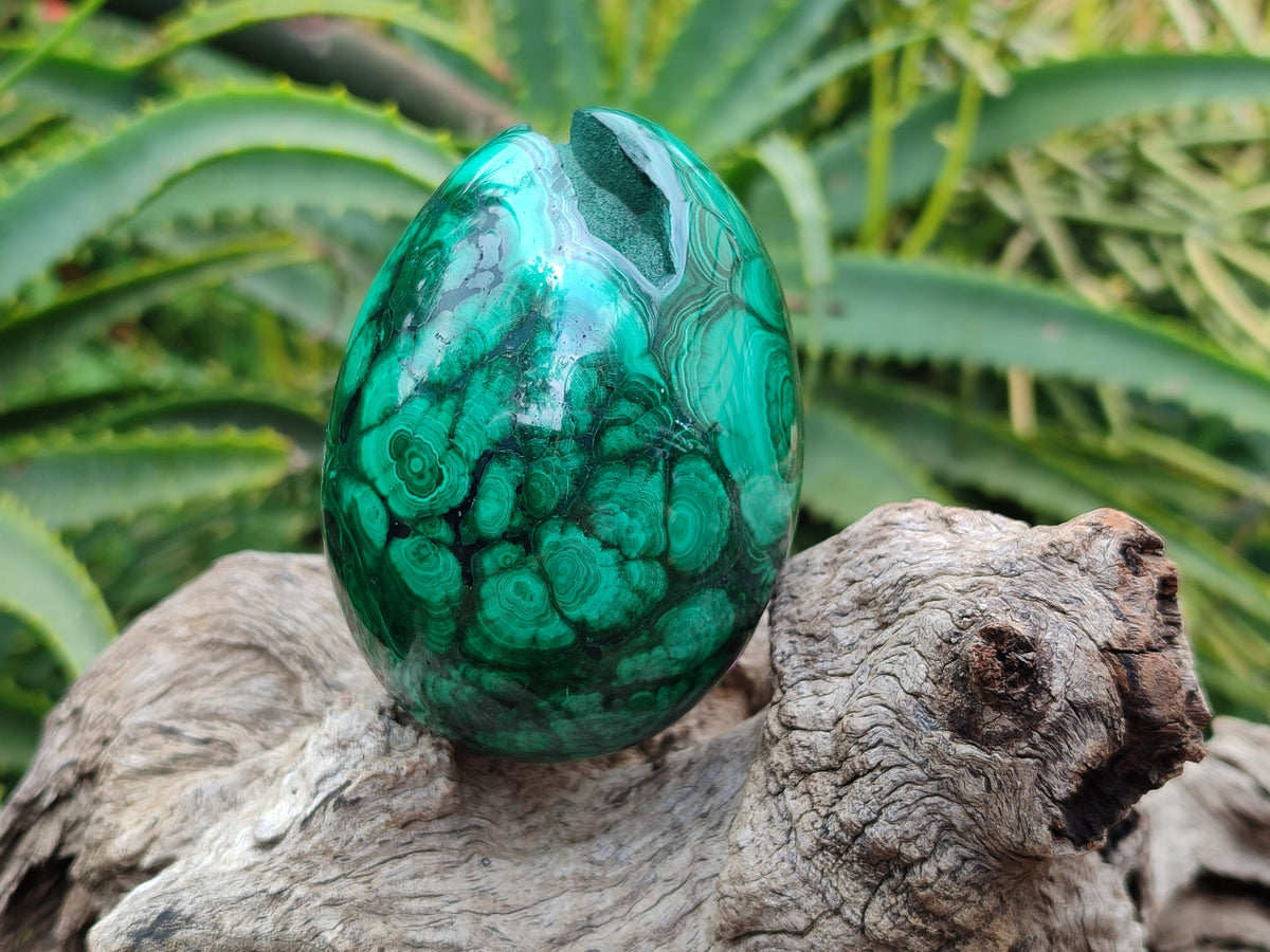 Polished Classic Large Solid Flower Banded Malachite Gemstone Eggs - Sold Per Item - From Congo - Toprock Gemstones and Minerals 