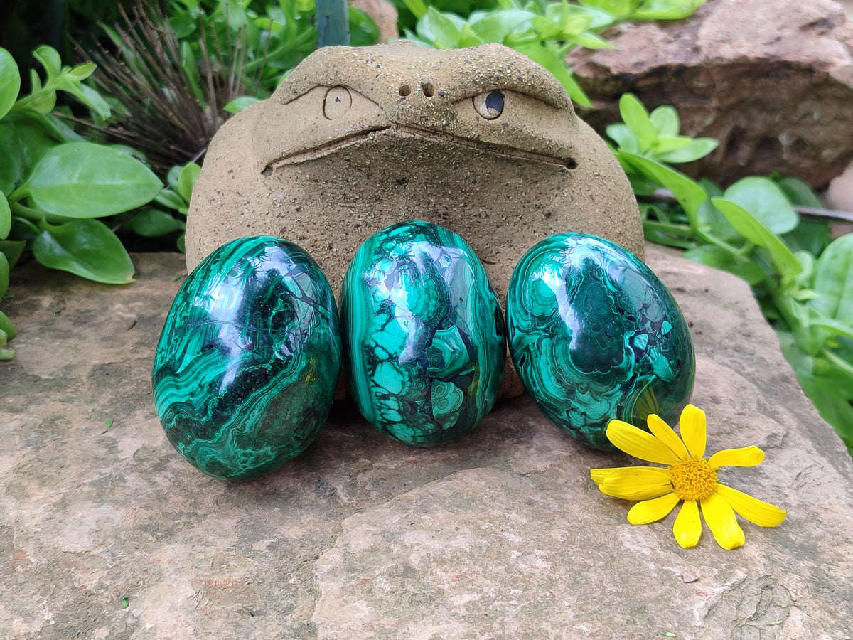 Polished Classic Large Solid Flower Banded Malachite Gemstone Eggs - Sold Per Item - From Congo - Toprock Gemstones and Minerals 