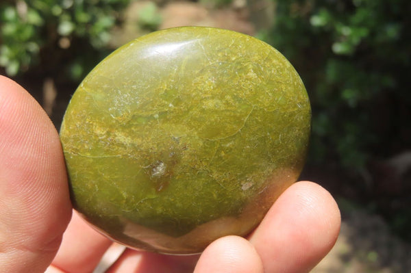 Polished Green Opal Palm Stones x 20 From Madagascar - Toprock Gemstones and Minerals 