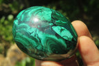Polished Large Solid Flower Banded Malachite Gemstone Eggs - Sold Per Item - From Congo - Toprock Gemstones and Minerals 