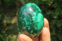 Polished Flower Banded Malachite Gemstone Eggs x 5 From Congo - Toprock Gemstones and Minerals 