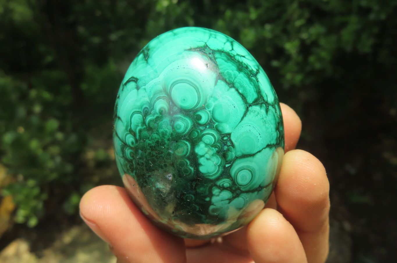 Polished Flower Banded Malachite Gemstone Eggs x 5 From Congo - Toprock Gemstones and Minerals 