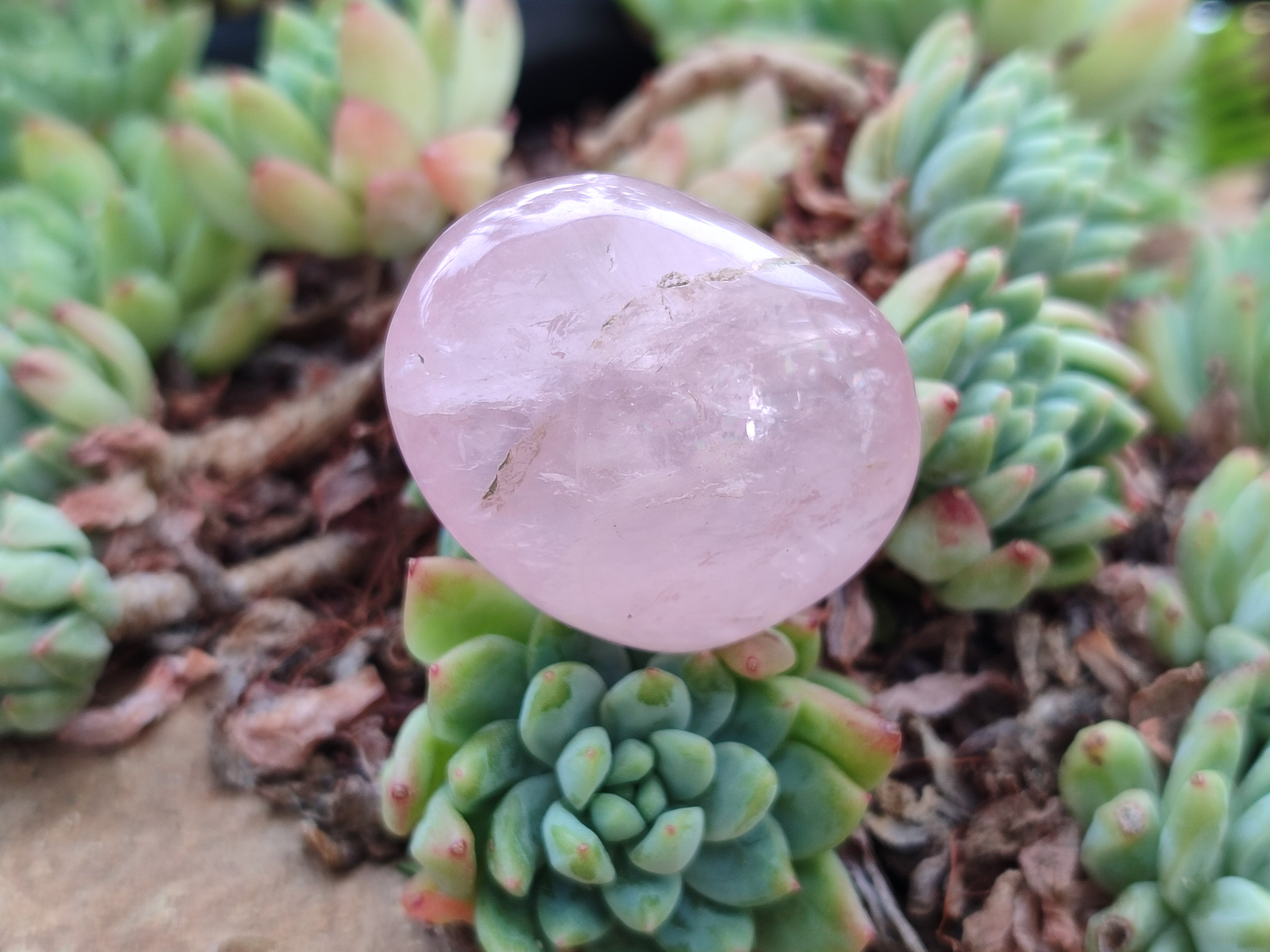 Polished Rose Quartz Palm Stones x 24 From Madagascar - Toprock Gemstones and Minerals 