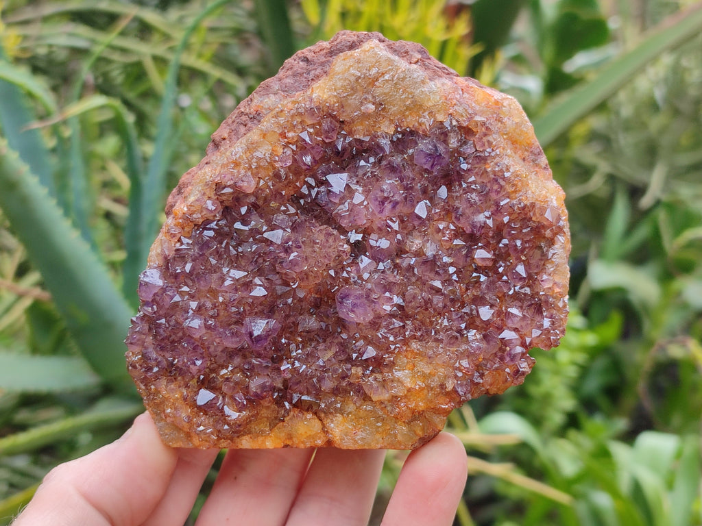 Natural Amethystos Amethyst Clusters x 7 From Kwaggafontein, South Africa - Toprock Gemstones and Minerals 