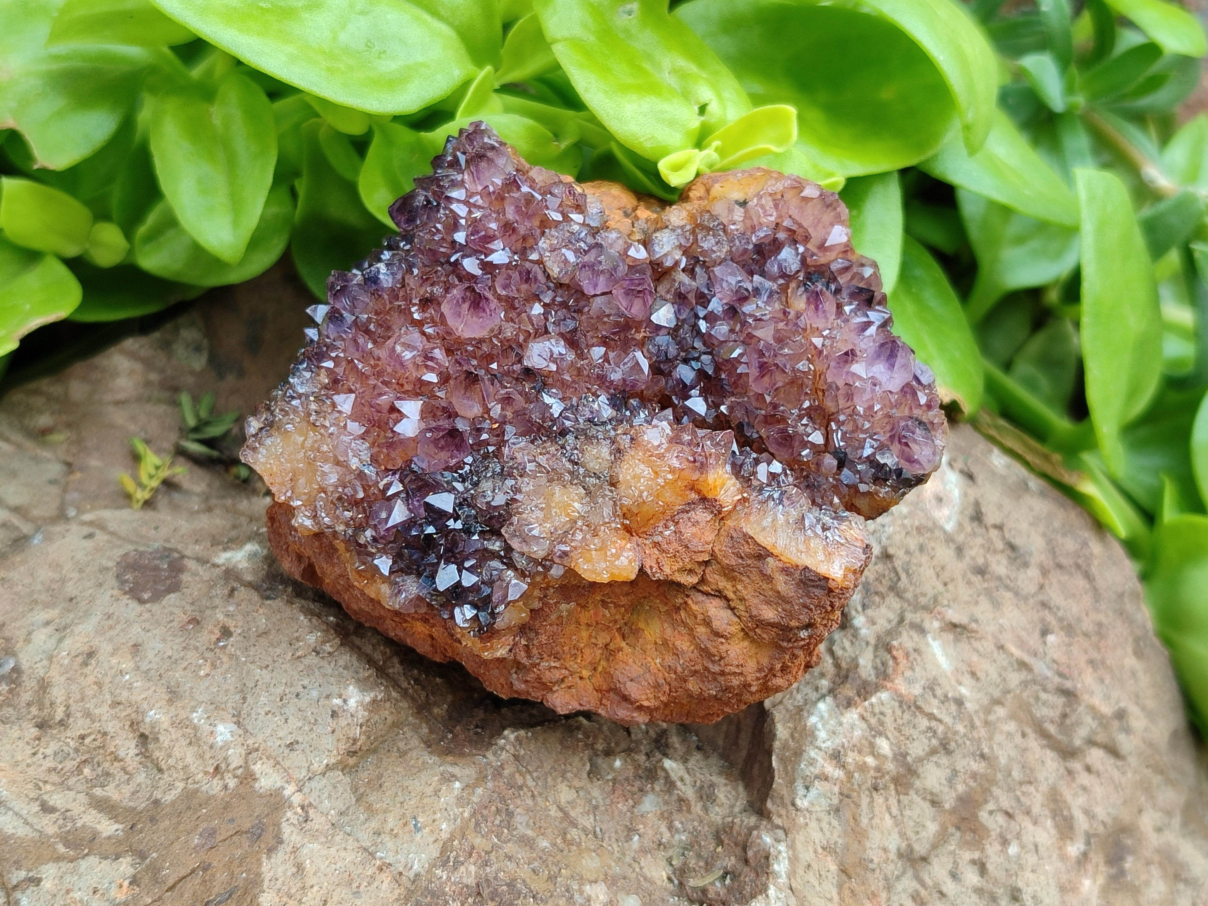 Natural Amethystos Amethyst Clusters x 7 From Kwaggafontein, South Africa - Toprock Gemstones and Minerals 