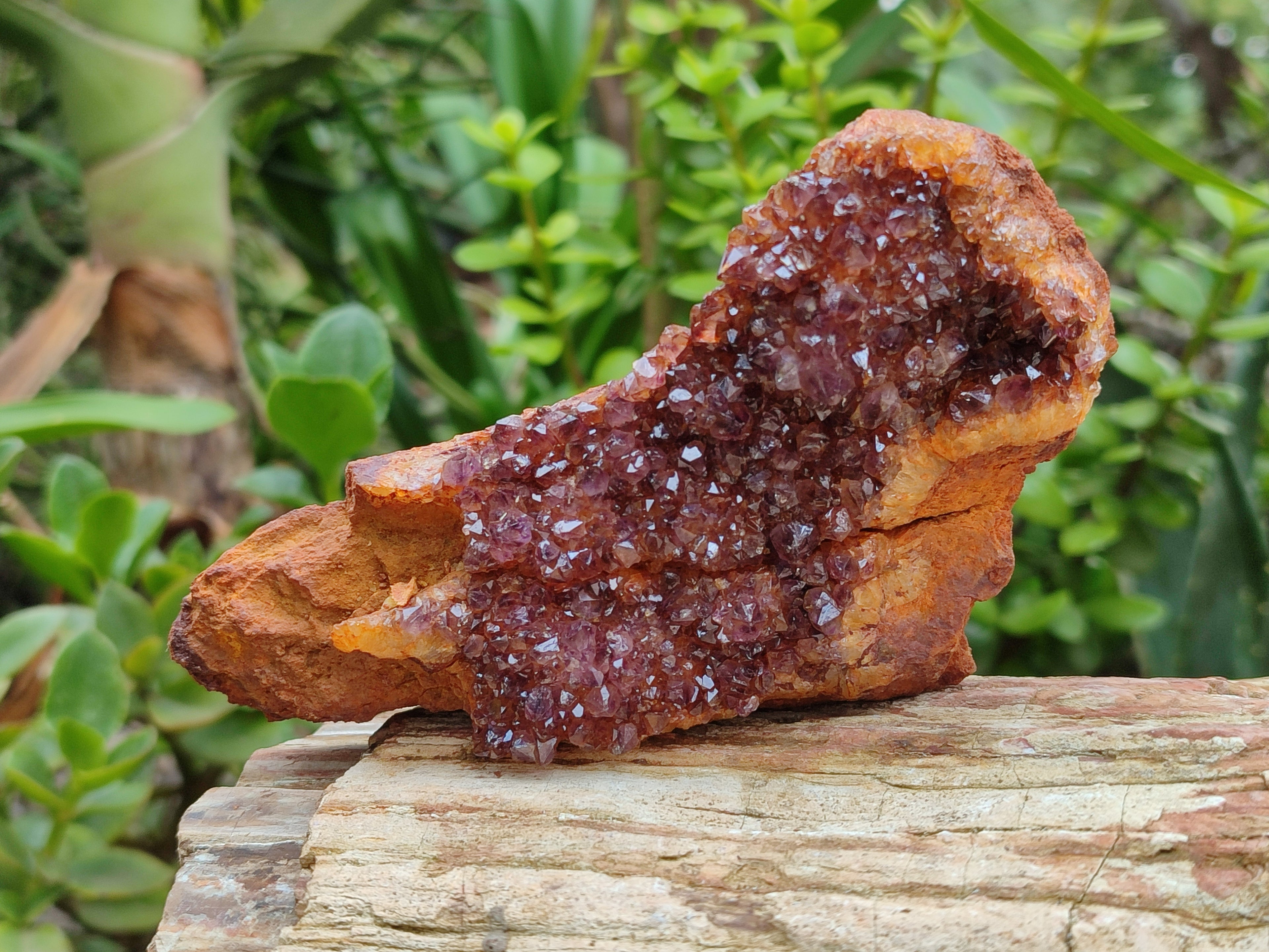 Natural Amethystos Amethyst Clusters x 7 From Kwaggafontein, South Africa - Toprock Gemstones and Minerals 