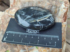 Polished Pharaoh Stone Palm Stones x 12 From Zimbabwe - Toprock Gemstones and Minerals 