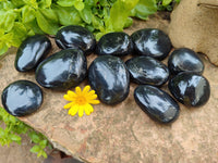 Polished Pharaoh Stone Palm Stones x 12 From Zimbabwe - Toprock Gemstones and Minerals 