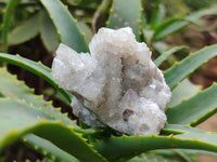 Natural Spirit Quartz Clusters x 12 From Boekenhouthoek, South Africa - Toprock Gemstones and Minerals 