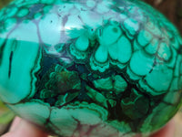 Polished Flower Banded Malachite Gemstone Eggs x 2 From Congo - Toprock Gemstones and Minerals 