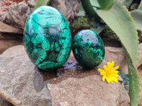 Polished Flower Banded Malachite Gemstone Eggs x 2 From Congo - Toprock Gemstones and Minerals 
