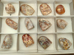 Polished Flower Agate Standing Free Forms x 12 From Madagascar - Toprock Gemstones and Minerals 