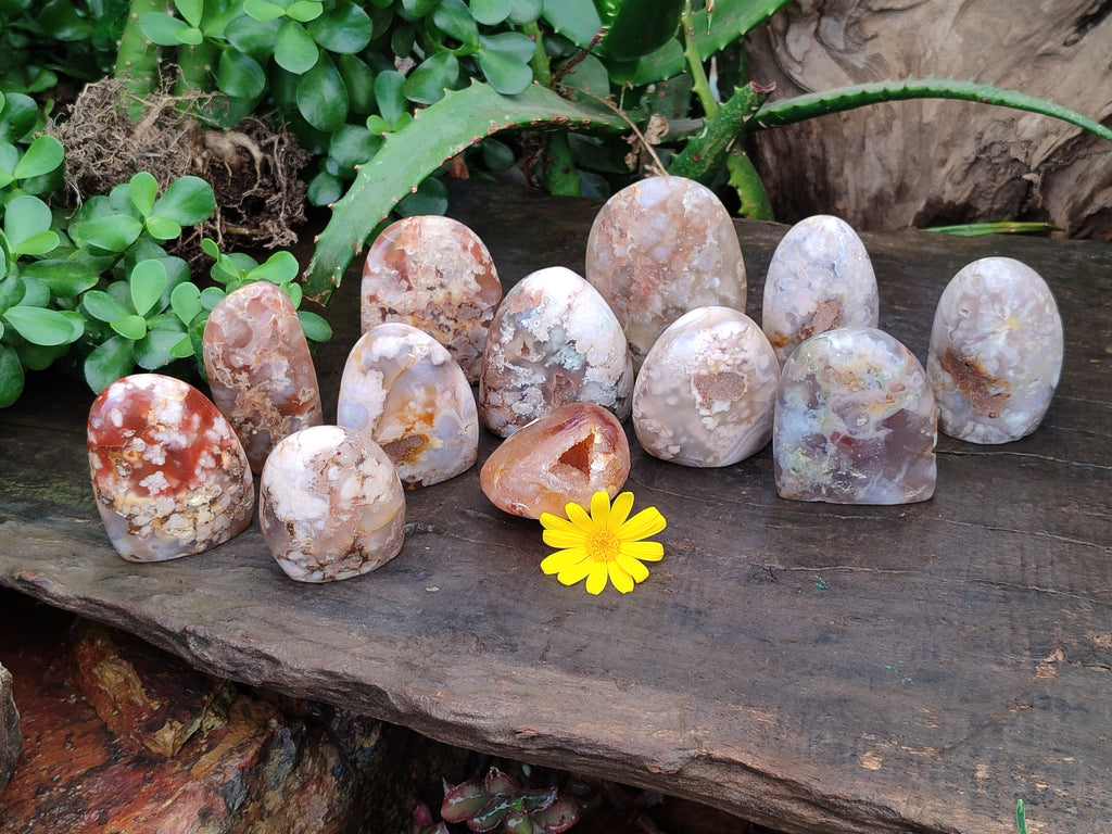 Polished Flower Agate Standing Free Forms x 12 From Madagascar - Toprock Gemstones and Minerals 