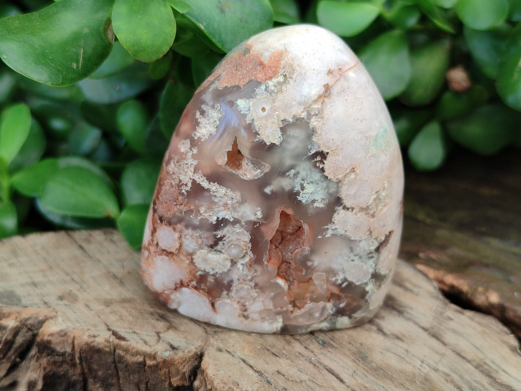 Polished Flower Agate Standing Free Forms x 12 From Madagascar - Toprock Gemstones and Minerals 