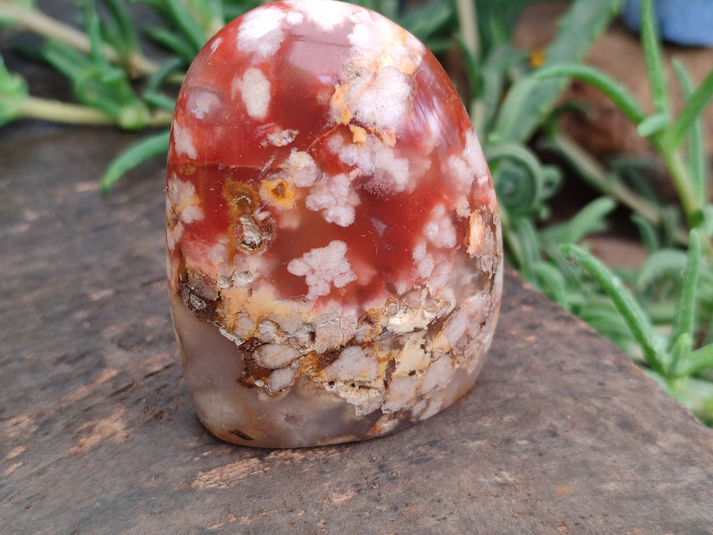 Polished Flower Agate Standing Free Forms x 12 From Madagascar - Toprock Gemstones and Minerals 