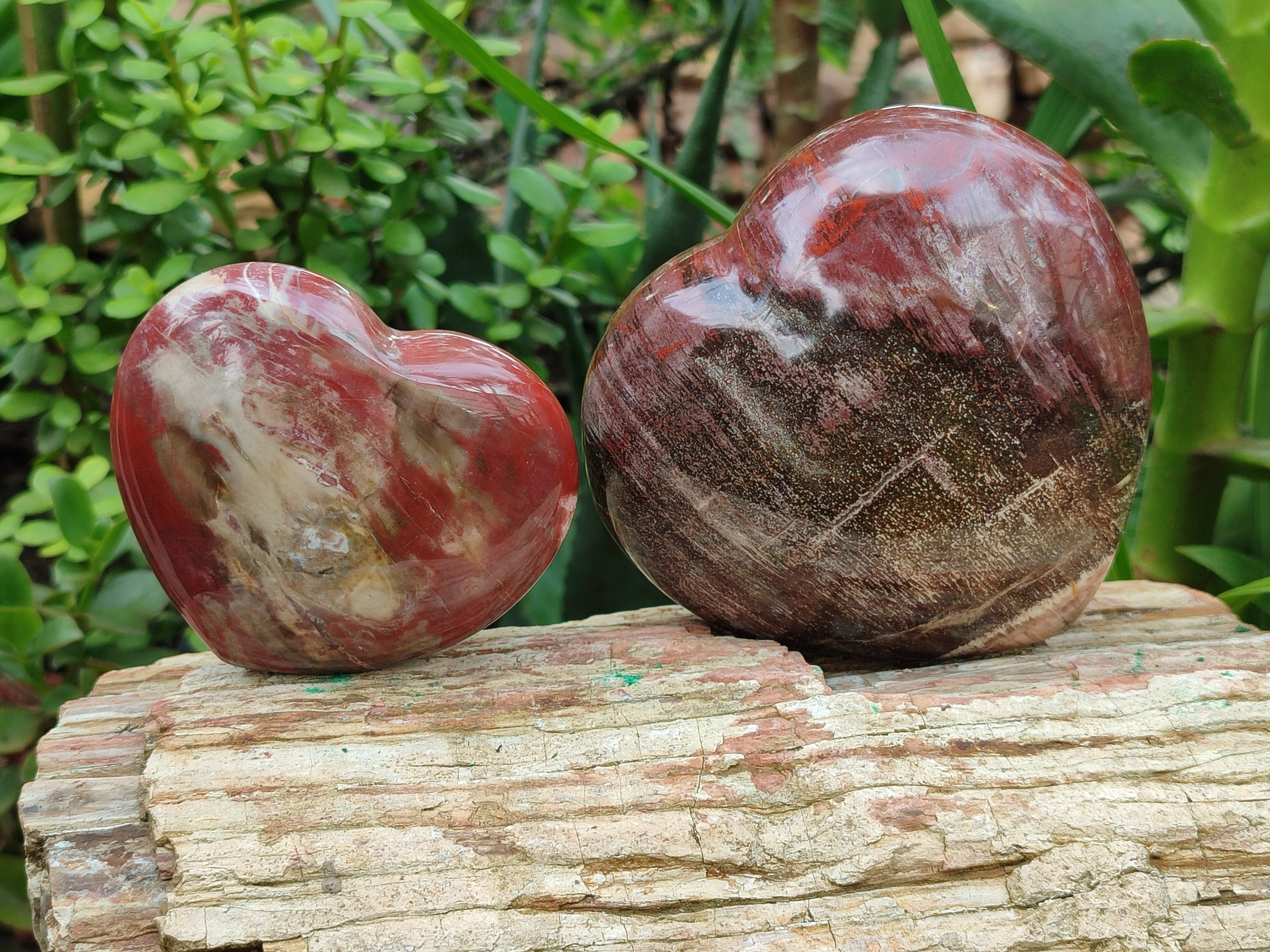 Polished Podocarpus Petrified Wood Hearts x 2 From Mahajanga, Madagascar - Toprock Gemstones and Minerals 