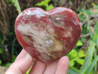Polished Podocarpus Petrified Wood Hearts x 2 From Mahajanga, Madagascar