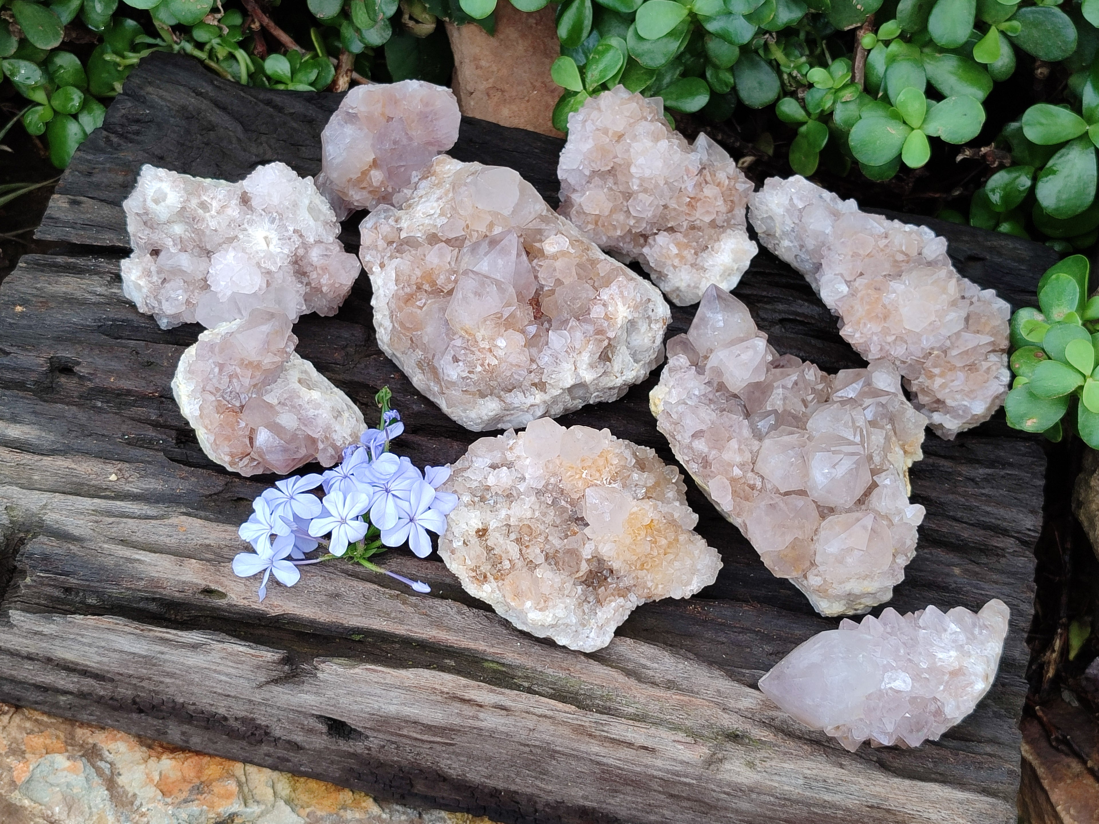 Natural Spirit Quartz Clusters x 9 From Boekenhouthoek, South Africa - Toprock Gemstones and Minerals 