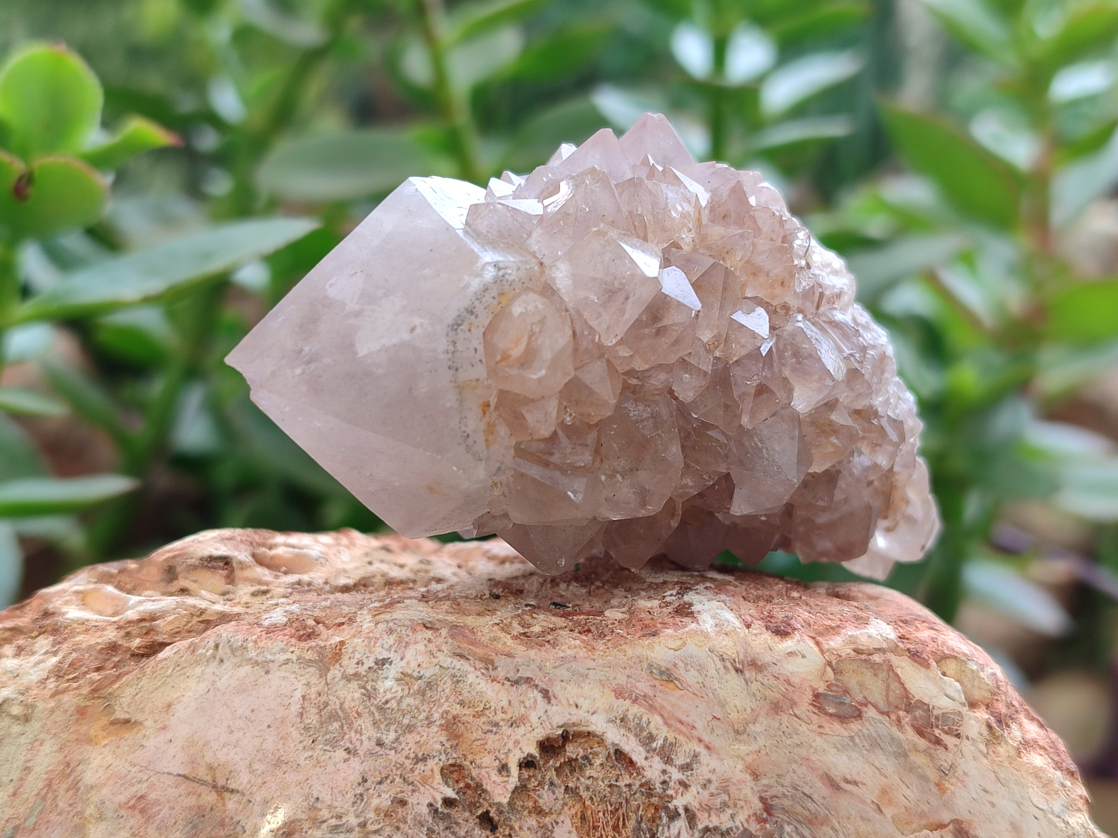 Natural Spirit Quartz Clusters x 9 From Boekenhouthoek, South Africa - Toprock Gemstones and Minerals 